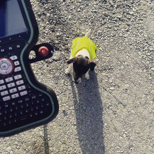 Utstyr, med hund